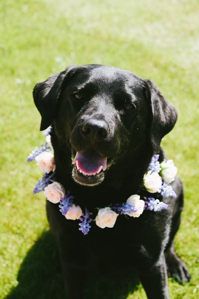 Black lab smiling and showing off his floral crown