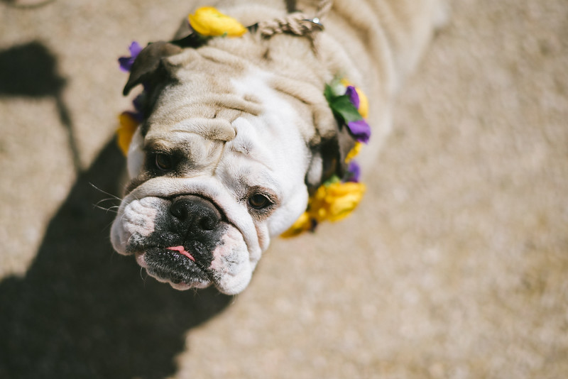 Dog wearing floral crown grunting at ca,era